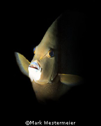 Angel Portrait - Image taken in Grand Cayman with a Nikon... by Mark Westermeier 